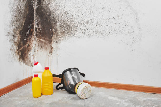 Best Black Mold Removal  in Port Hueneme, CA
