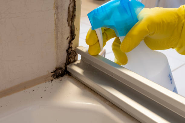 Best Professional Mold Removal  in Port Hueneme, CA