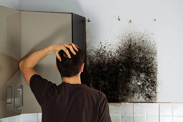 Home Mold Removal in Port Hueneme, CA