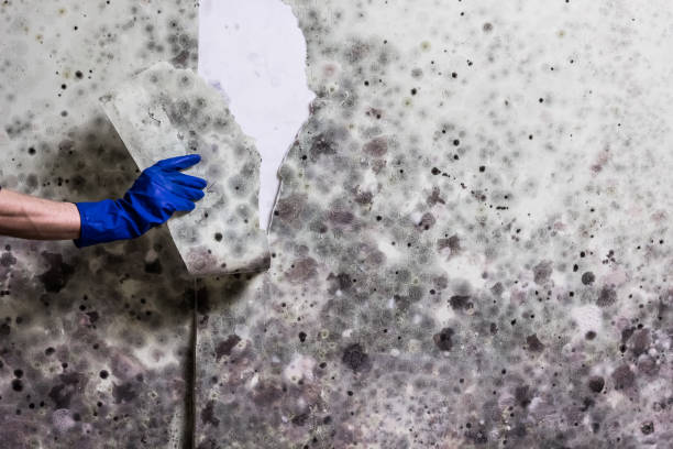 Best Toxic Mold Removal  in Port Hueneme, CA