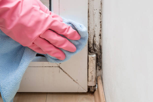 Best Mold Removal and Inspection  in Port Hueneme, CA