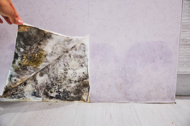 Office Mold Removal Services in Port Hueneme, CA
